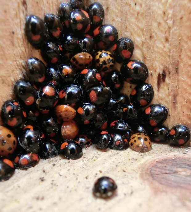 テントウムシの集団越冬 と 蝶蛾の成虫 蛹 in12 01 28 ヒメオオの寄り道