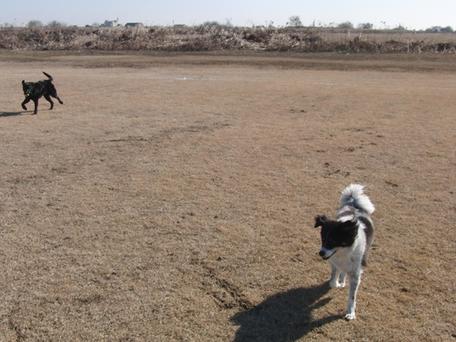 犬友達とドーナツ_f0032332_1305951.jpg