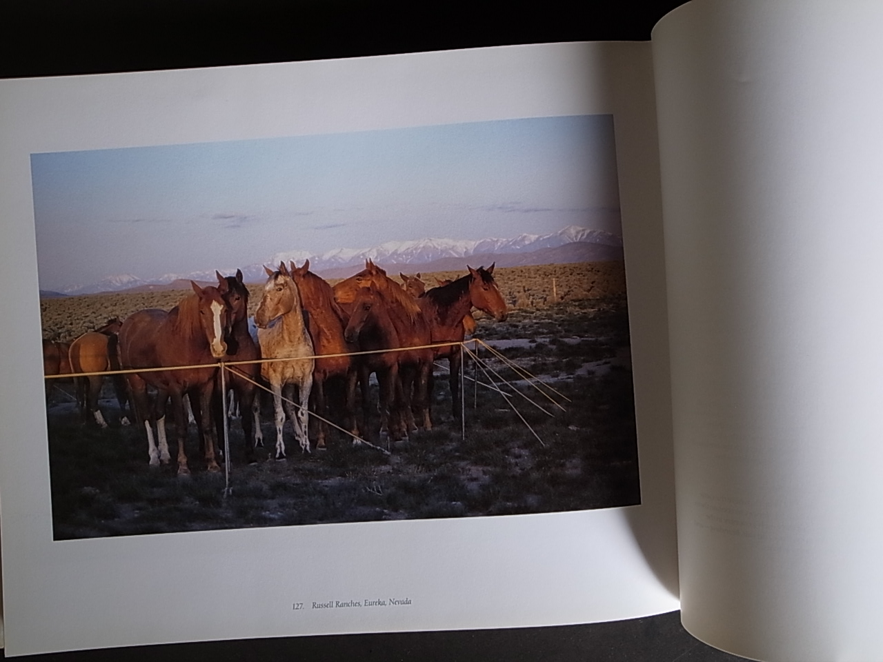 BUCKAROO / Kurt Markus : Books & Things