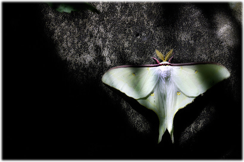 Wake up♯295 Luna Moth Maniax オオミズアオ 2011_e0065734_21343494.jpg