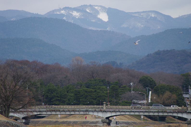 賀茂川　バードスナップ．．．_f0152550_1838556.jpg