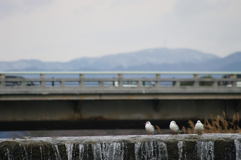 賀茂川　バードスナップ．．．_f0152550_18393038.jpg