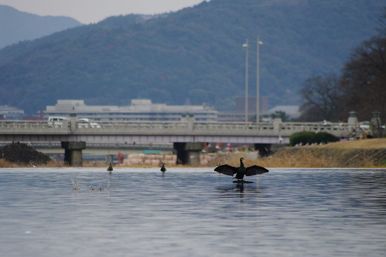 賀茂川　バードスナップ．．．_f0152550_18412461.jpg