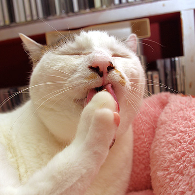 なんだか神々しい。_a0028451_20141674.jpg