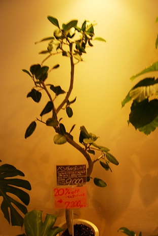 a0201358_17474480.jpg