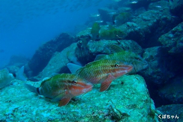 e0158261_635539.jpg
