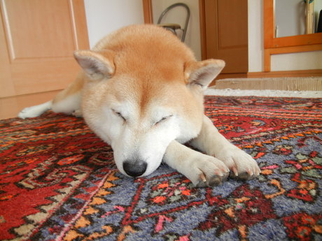 2012年1月29日(日)今日もお部屋が最高!_f0060461_12274196.jpg
