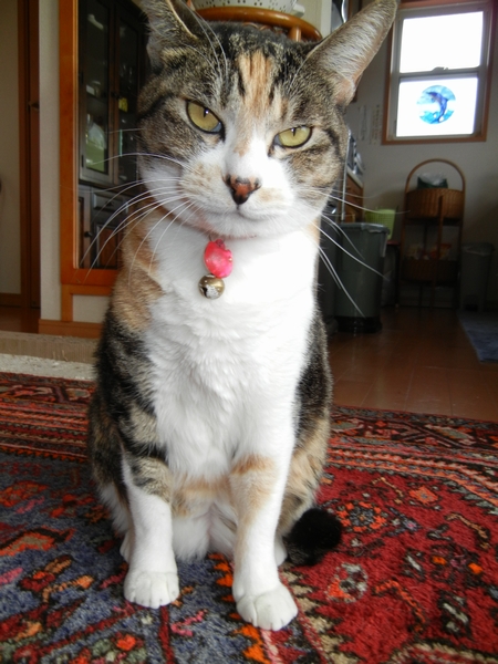 2012年1月29日(日)今日もお部屋が最高!_f0060461_1228497.jpg