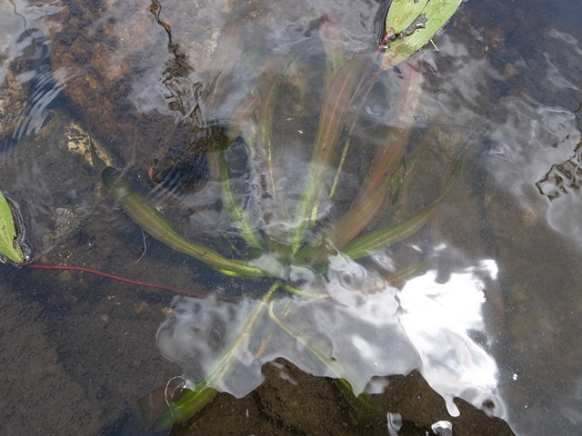 エキノドルス 赤ウルグ羊 AZ0112-9 エキノドルス 赤ウルグ羊 | 水草研究室 studio water plants