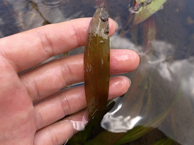 AZ0112-9】赤ウルグ羊 : ホシクサとクリプトコリネとカレー