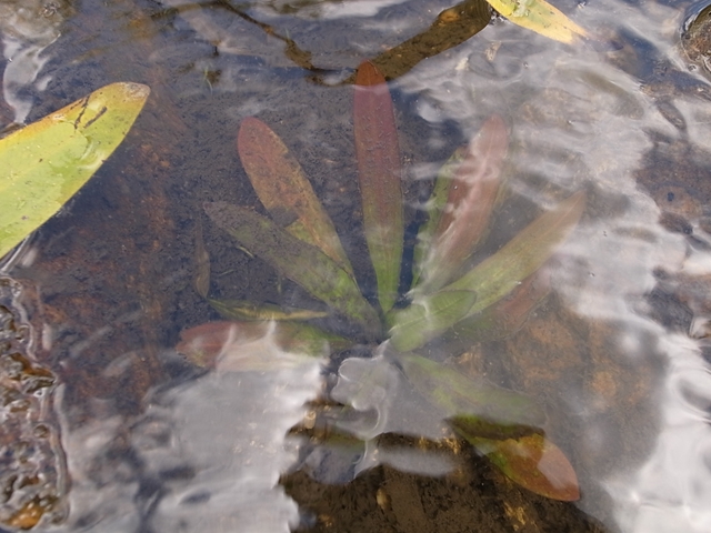 AZ0112-9】赤ウルグ羊 : ホシクサとクリプトコリネとカレー