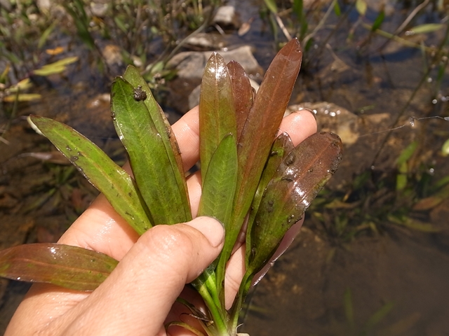 エキノドルス 赤ウルグ羊 AZ0112-9 AZ0112-9】赤ウルグ羊 : ホシクサとクリプトコリネとカレー