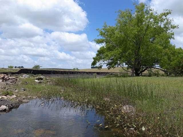 AZ0112-9】赤ウルグ羊 : ホシクサとクリプトコリネとカレーライスなお話