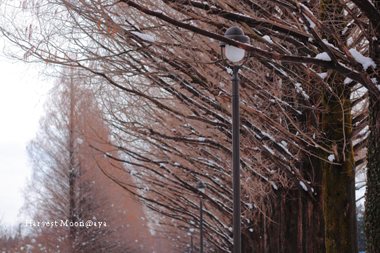 雪化粧_b0208495_23325050.jpg