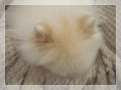 b0167519_14354712.gif