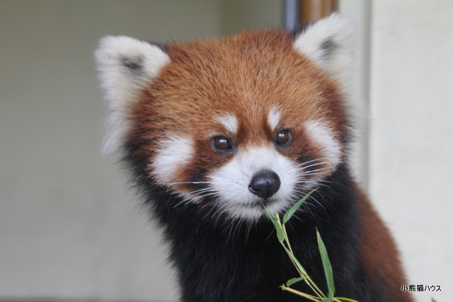 2011/08/27東武動物公園にて_f0221023_9361693.jpg