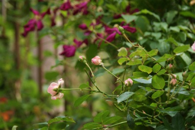 f0170524_9572565.jpg