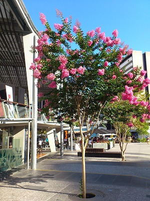 少し前の写真ですが、植物編_b0055835_23294988.jpg