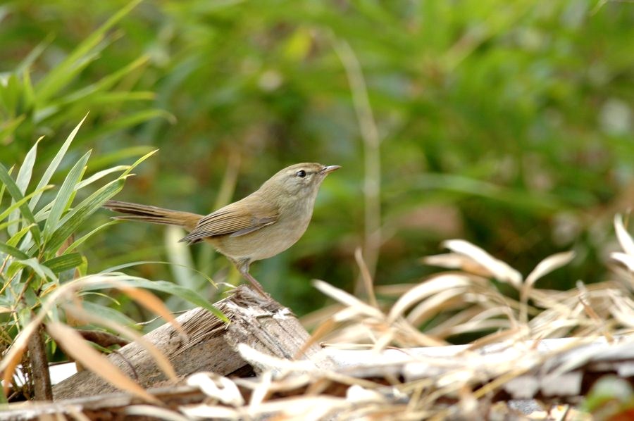 『留鳥・漂鳥』のオンパレード（その⑦）_c0172139_12232426.jpg