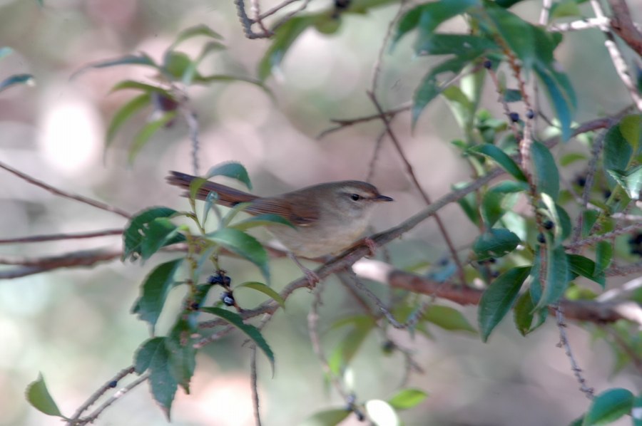 『留鳥・漂鳥』のオンパレード（その⑦）_c0172139_1292163.jpg