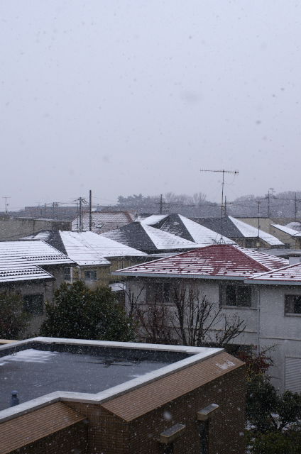 浜田山近辺=1月の雪=_b0177347_16461317.jpg
