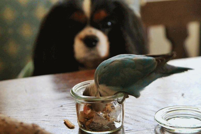 c0145250_2029665.gif