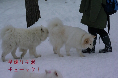 ◆２連チャンの雪補給・後編◆_a0166954_3152299.jpg