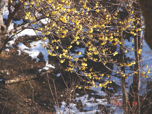 No.0818　宝登山蝋梅園_f0104277_14392517.jpg