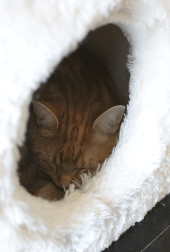 c0193788_1039563.gif