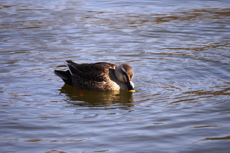 水元公園_a0127090_21163123.jpg