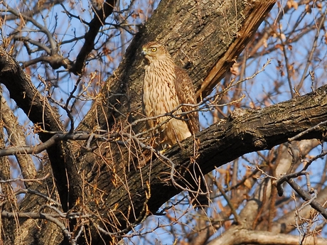 オオタカ幼鳥はカラスがお好き/Juvenile Northern Goshawk_a0223993_22202853.jpg