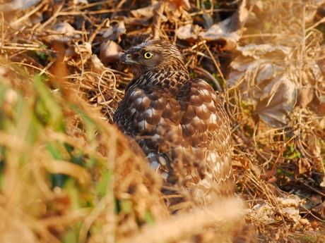 オオタカ幼鳥はカラスがお好き/Juvenile Northern Goshawk_a0223993_22354310.jpg