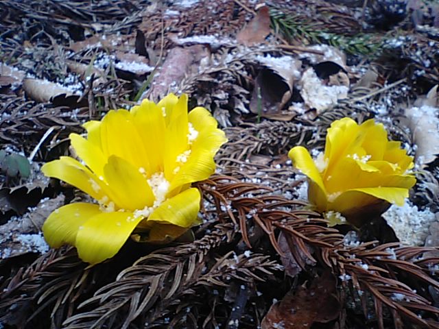 福寿草が開花宣言！？・・・新居浜市別子山の山間部にある ゆらぎの森_f0231709_10162013.jpg