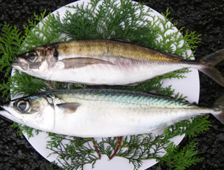 本場で味わう旬の逸品 佐賀関の 関さば と くろめ カメ爺さんの徒然日記 本場で味わう旬の逸品 佐賀関の 関さば と くろめ カメ爺さんの徒然日記
