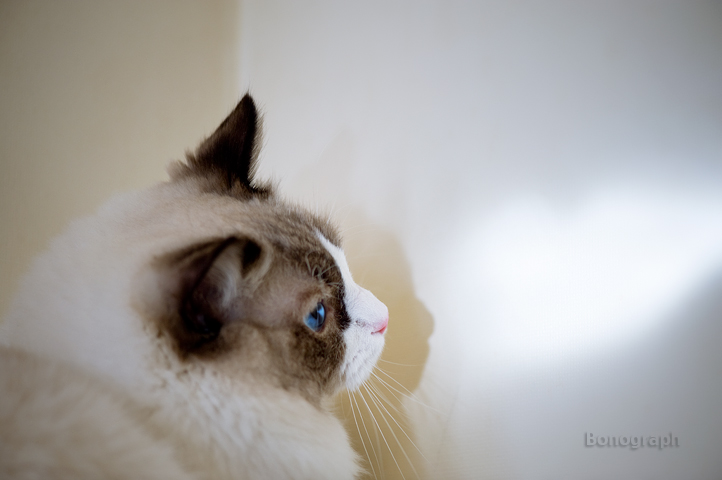 光の子 vol.16_b0217415_22243274.jpg