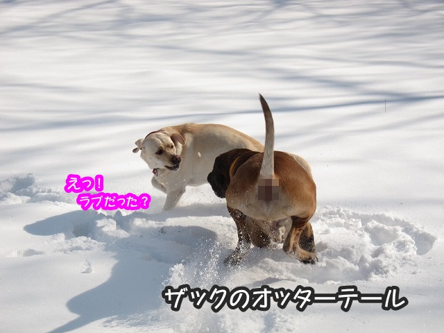 オッターテール_e0192217_8563631.jpg