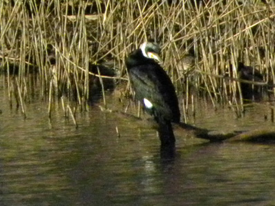 対岸のカワウ Great Cormorant_f0206939_23325217.jpg