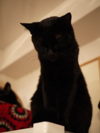 真っ黒猫 ろった編。_a0143140_23335752.jpg