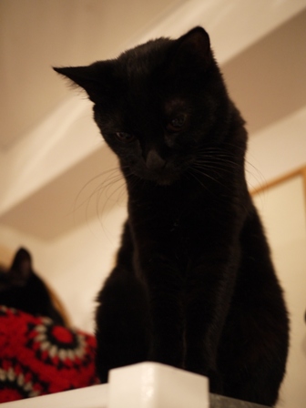 真っ黒猫 ろった編。_a0143140_23353050.jpg