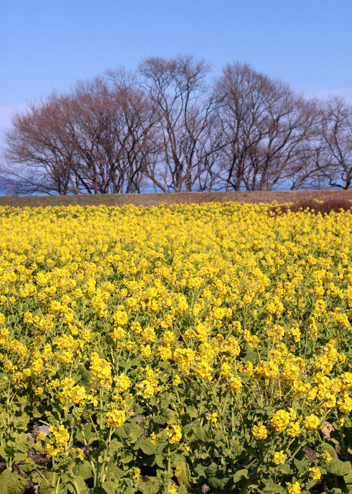 滋賀県　守山市　なぎさ公園　菜の花_c0108146_21101338.jpg