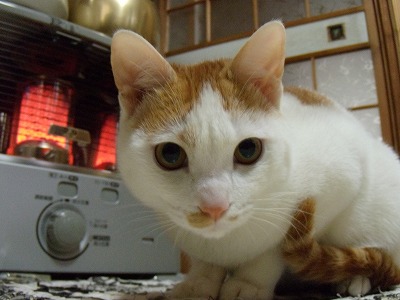 カメラ目線_d0165772_191480.jpg