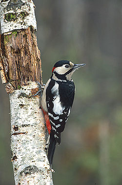 b0097183_946695.jpg