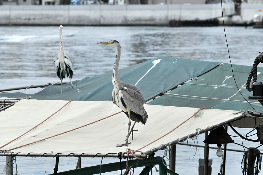 a0143491_013544.jpg