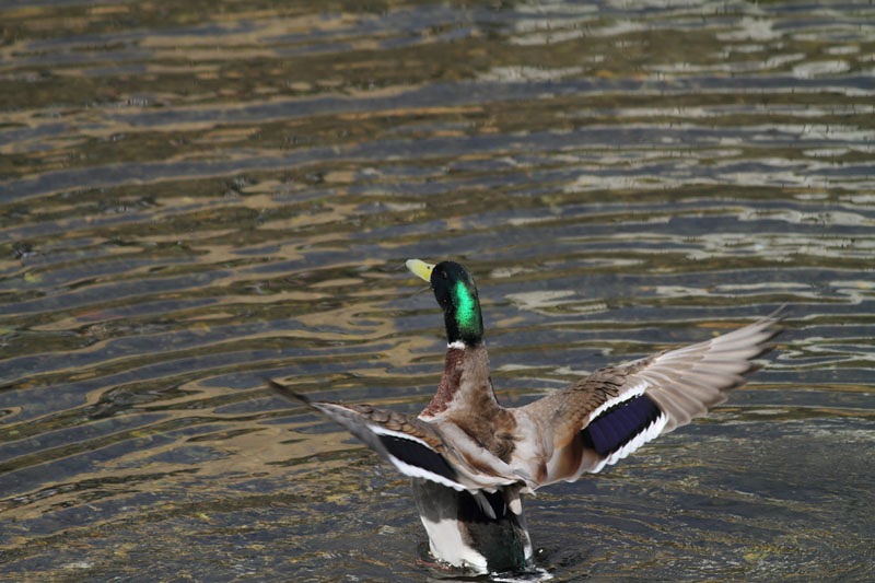 マガモ＆オカヨシガモ_b0223198_20151829.jpg