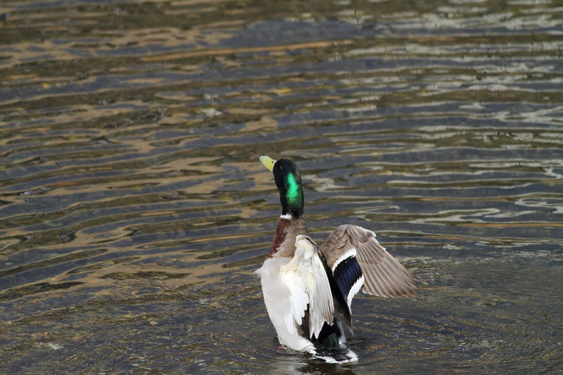 マガモ＆オカヨシガモ_b0223198_20152792.jpg