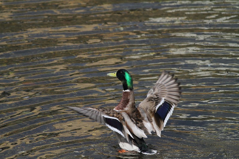 マガモ＆オカヨシガモ_b0223198_2015498.jpg