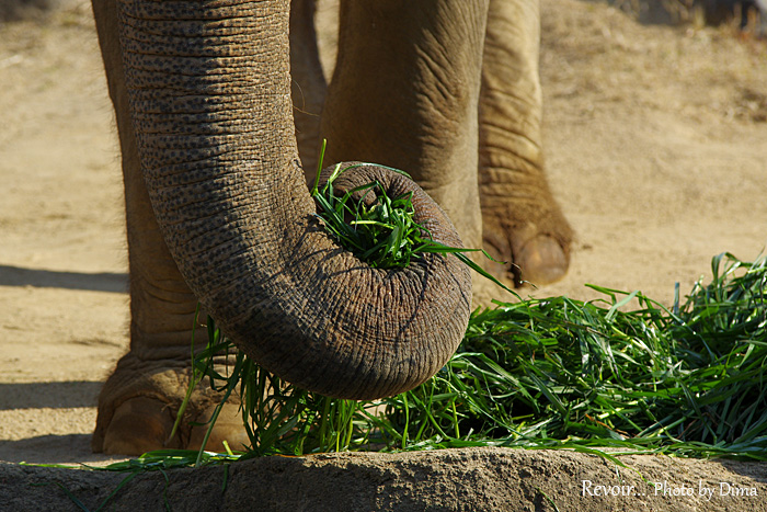 < 動物園のなかまたち >_c0183700_0213482.jpg