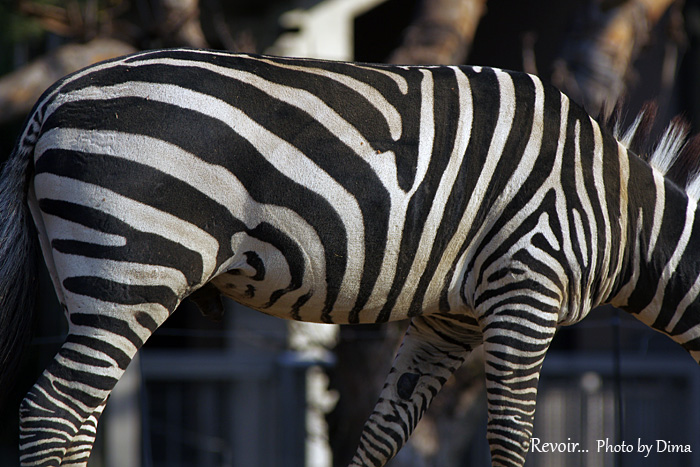 < 動物園のなかまたち >_c0183700_0224931.jpg