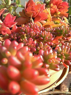 a0155907_22315948.jpg
