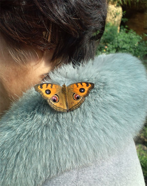 多摩動物公園の昆虫館に行ってきました 昆虫ブログ むし探検広場
